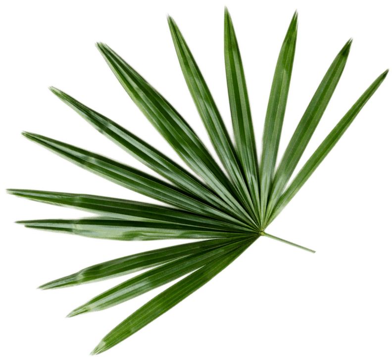 Feuille de palmier vert aux multiples folioles lancéolées radiantes disposées en éventail