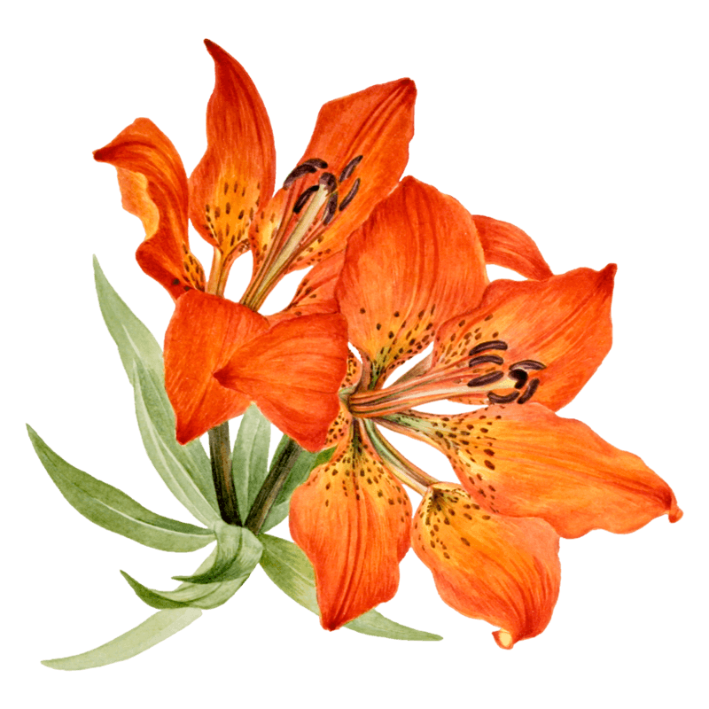 Fleur d'amaryllis orange vif avec pétales texturés, étamines noires et feuilles vertes lancéolées